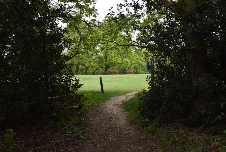 Campaigners' confusion after RBWM refuse Queen's Canopy tree