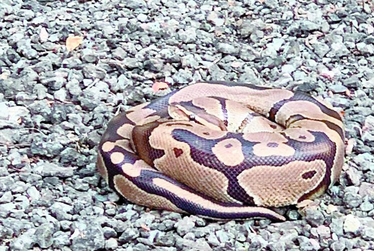 Reptile experts find 10ft snake in residential area