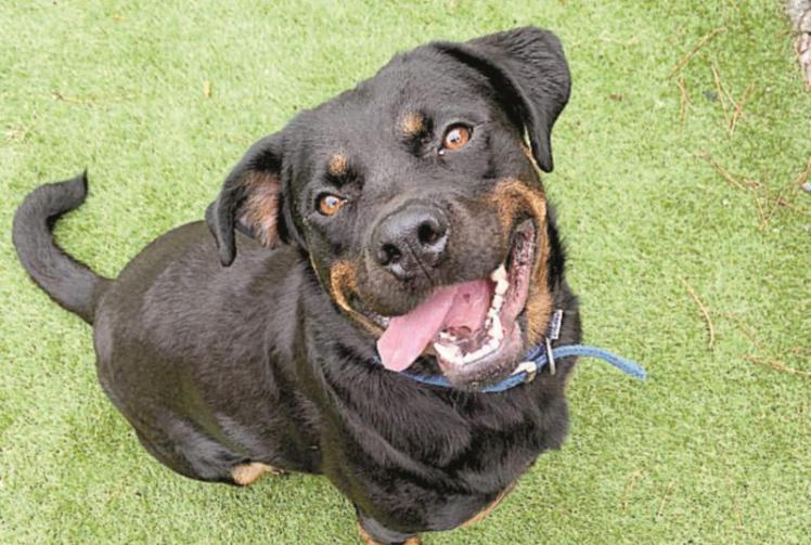 'Affectionate' Old Windsor dog needs forever home