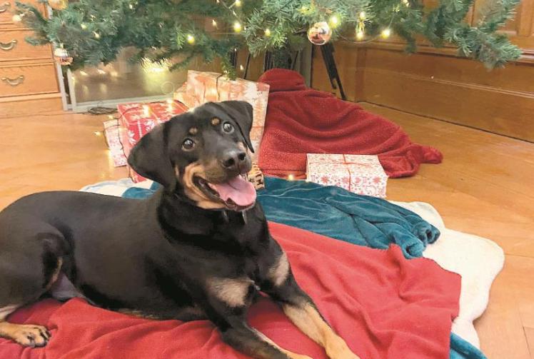 Donate blankets to keep pups cozy this Christmas Photo 1 of 1 Maidenhead Advertiser