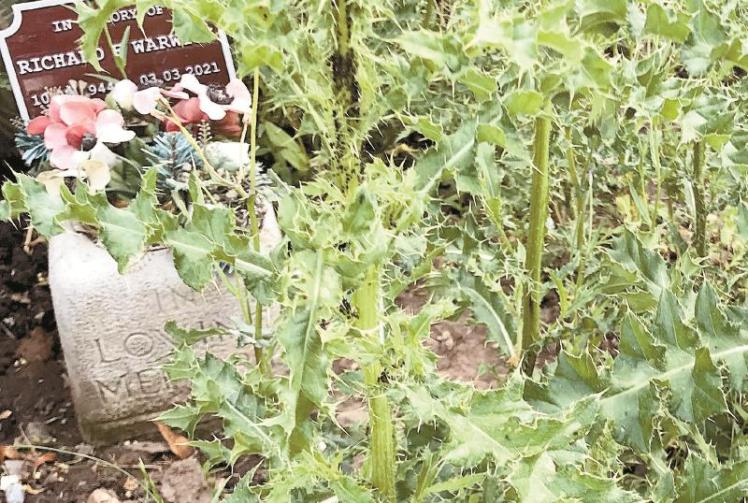 Grass cutting contract to be combed over by council Maidenhead Advertiser