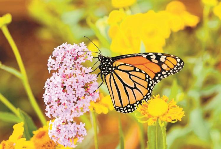 Help nature recovery in Berkshire by pitching in with your views