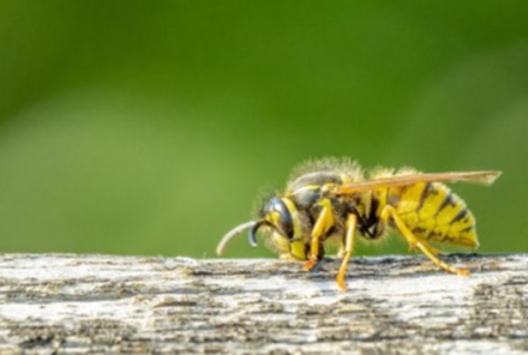 Don’t panic! Wasps do more good than harm