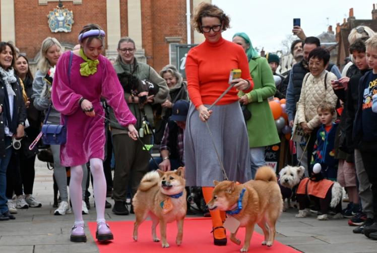 Spooky spaniel shines on catwalk