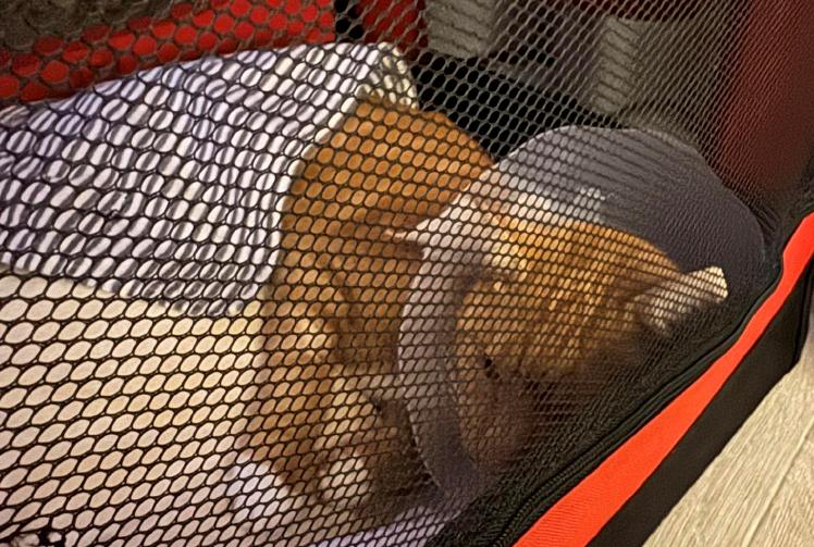 Man calls for traffic calming measures after cat injured by car