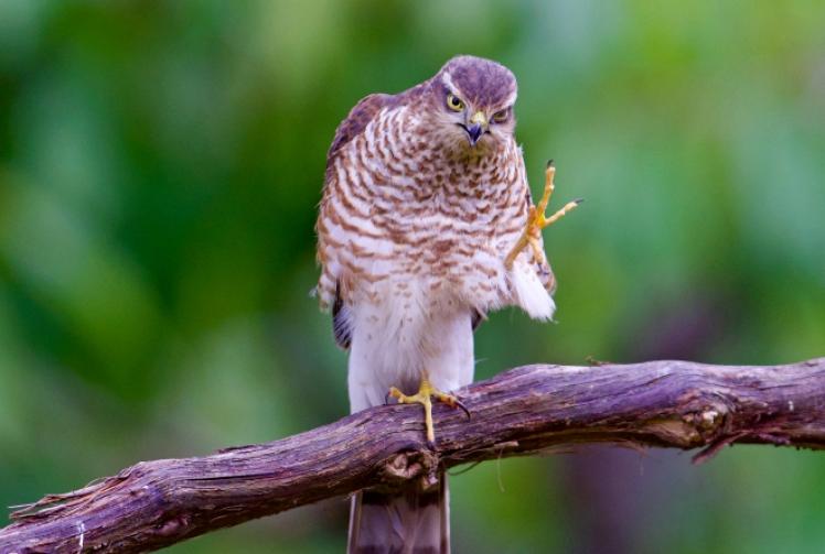 Berkshire, Buckinghamshire and Oxfordshire Wildlife Trust is