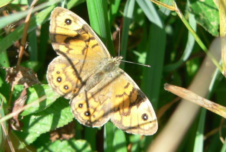 Basking in morning sun
