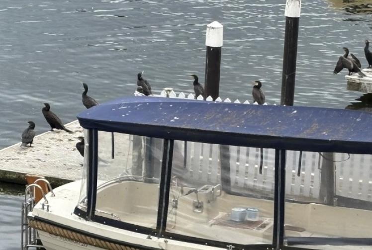 Cormorants on parade