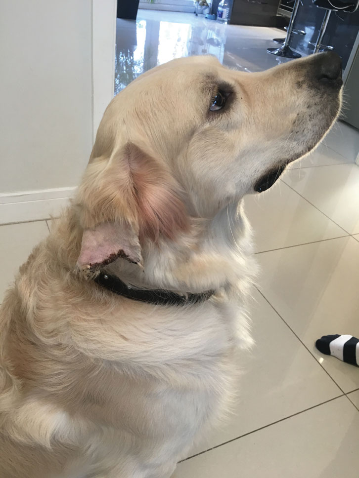 Golden retriever has chunk of ear bitten off in Grenfell Park Photo 1
